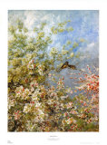 Apple Blossoms