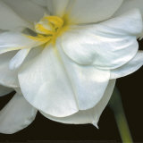O'Keefe Jonquil