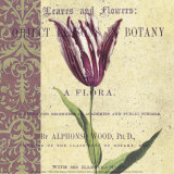 Buy Tulip at AllPosters.com