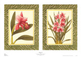 Buy Eleganza! at AllPosters.com