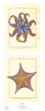 Buy Sea Jewels at AllPosters.com