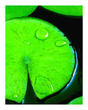 Buy Lily Pad at AllPosters.com