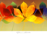 Leaf Dance II