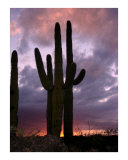 Buy Saguaro Cactus at Sunset at AllPosters.com