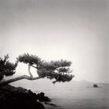 Two Branched Pine, Nakano Umi, Japan