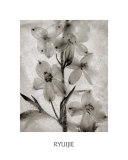 Buy Glass Petals at AllPosters.com