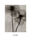 Buy Facing the Sun at AllPosters.com