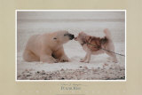 Polar Kiss