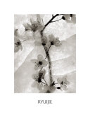 Buy Cherry Blossoms in Winter at AllPosters.com