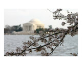 Buy Washington DC Cherry Blossom with Jefferson Memorial at AllPosters.com
