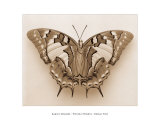 Polyura Pyrrhus, Dorsal View