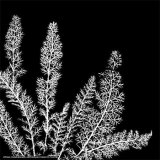 Black and White Ferns II