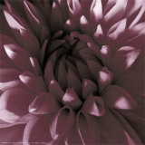 Buy Burgundy Dahlia at AllPosters.com