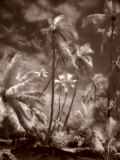 Place of Refuge II