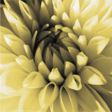 Buy Butter Dahlia at AllPosters.com