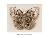 Stichopthalma Louisa