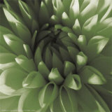 Buy Green Dahlia at AllPosters.com
