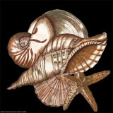 Designer Shells II