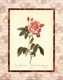 Buy Rosa Gallica Versicolor at AllPosters.com