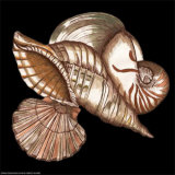 Designer Shells I