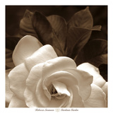 Gardenia Garden