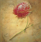 Little Strawflower
