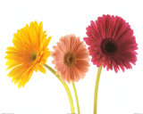 Buy Three Gerberas at AllPosters.com