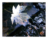 Buy Leaf In Pond at AllPosters.com