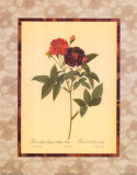Buy Rosa Gallica Purpurea Velutina at AllPosters.com