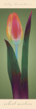 Tulip Chromatics II