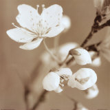 Buy Blossom III at AllPosters.com