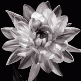 White Dahlia I
