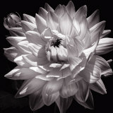 White Dahlia II