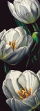 Buy Dewdrop Tulips at AllPosters.com