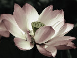 The Blossom
