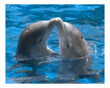 Dolphin kiss