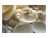 Buy Mixed white British seashells at AllPosters.com