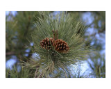 Buy Cones at AllPosters.com