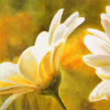 Marguerites dans le Soleil II