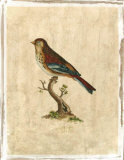 Selby Birds IV
