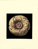 Classic Rosette V