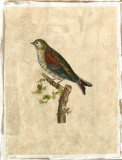 Selby Birds VI