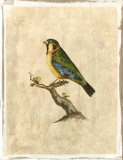 Selby Birds II