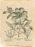 Besler Peonie I
