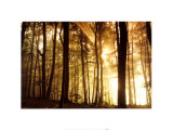 Buy Forest Dawn at AllPosters.com