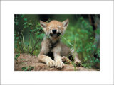 Buy Wolf Cub at AllPosters.com