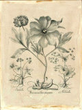 Besler Peonie II