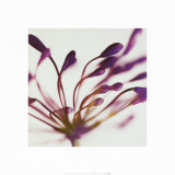 Purple Agapanthus