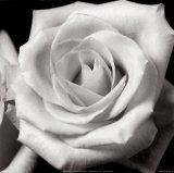 Full Rose