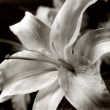 Buy Pure Lily at AllPosters.com